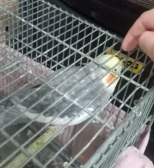 عروس هلندی نر سینامون|پرنده|سنگر, |دیوار