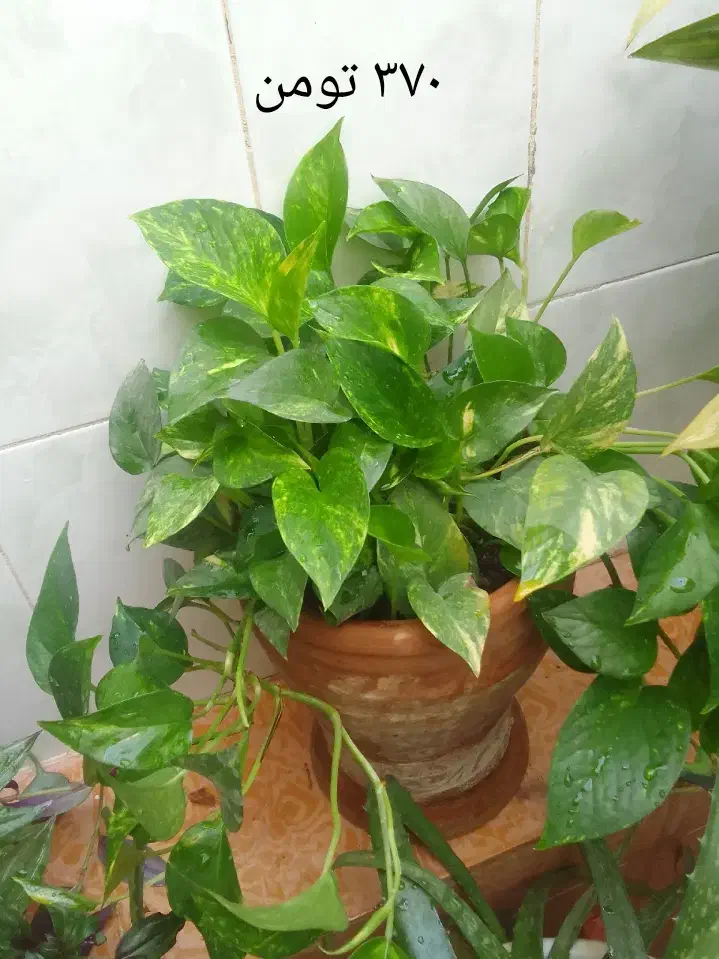 گل و گیاه|گل و گیاه طبیعی|نورآباد, |دیوار