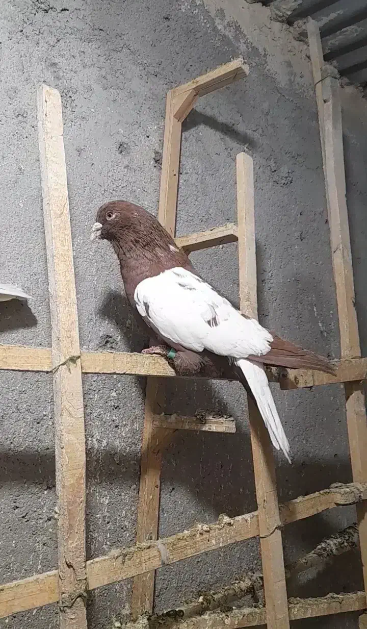 کبوتر ابلغ دم سفید|پرنده|مشهد, انصار|دیوار