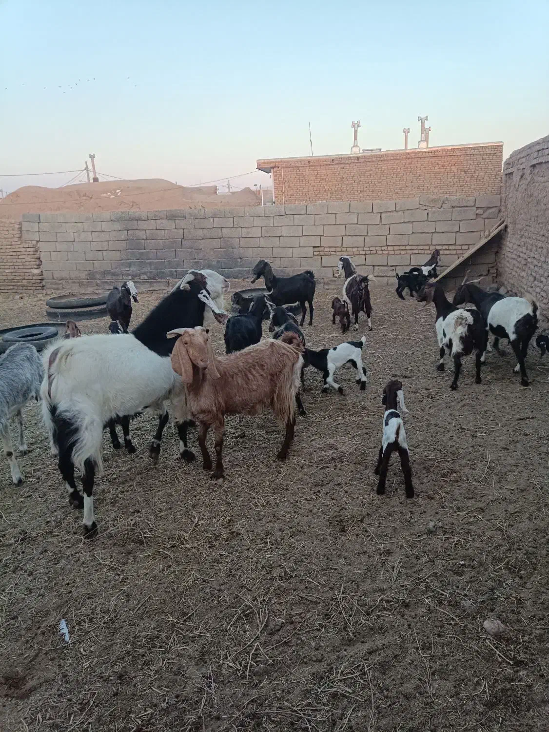 بز زاییده جوان|حیوانات مزرعه|سبزوار, قصبه غربی|دیوار