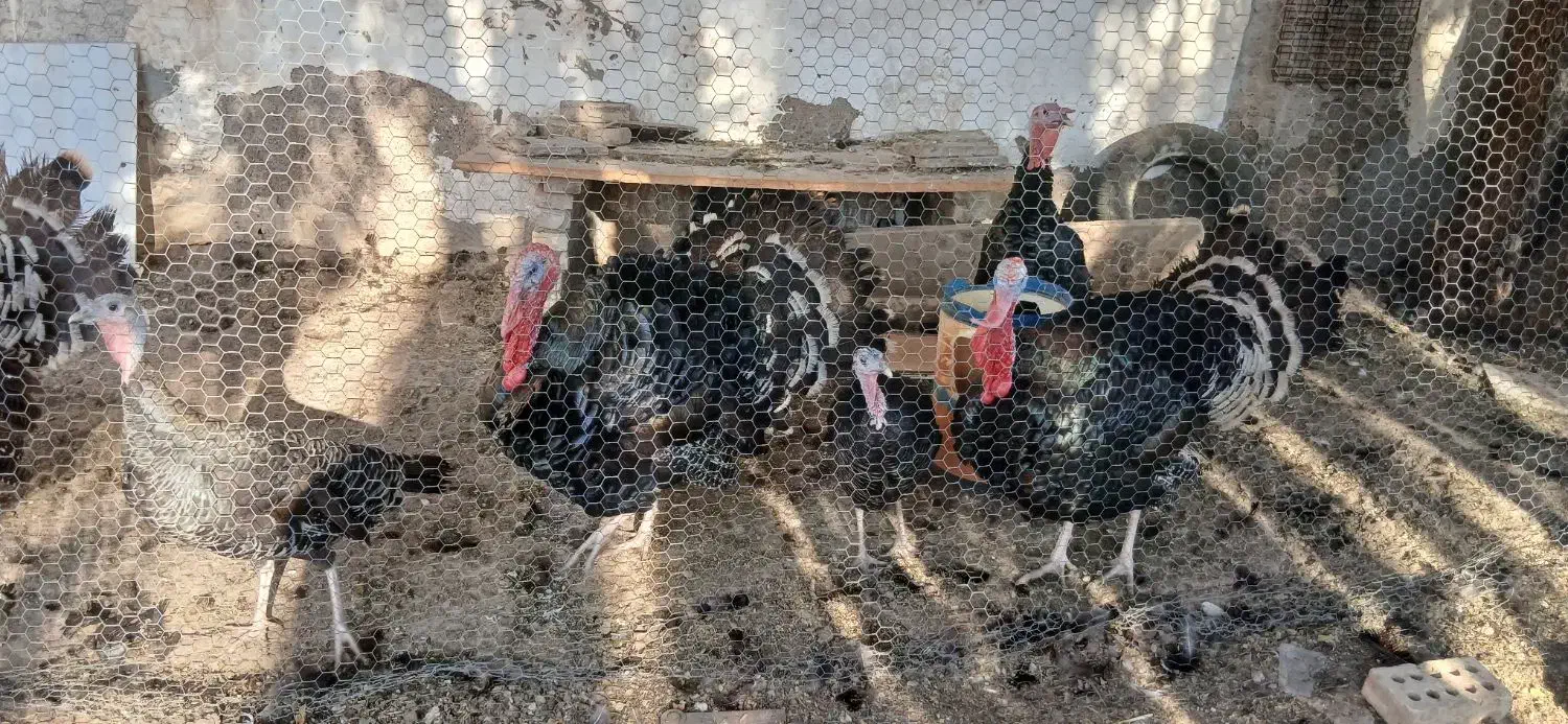 مرغ ،بوقلمون واردک موسکوی در شهر هویزه|حیوانات مزرعه|اهواز, سیاحی(سه راه خرمشهر)|دیوار