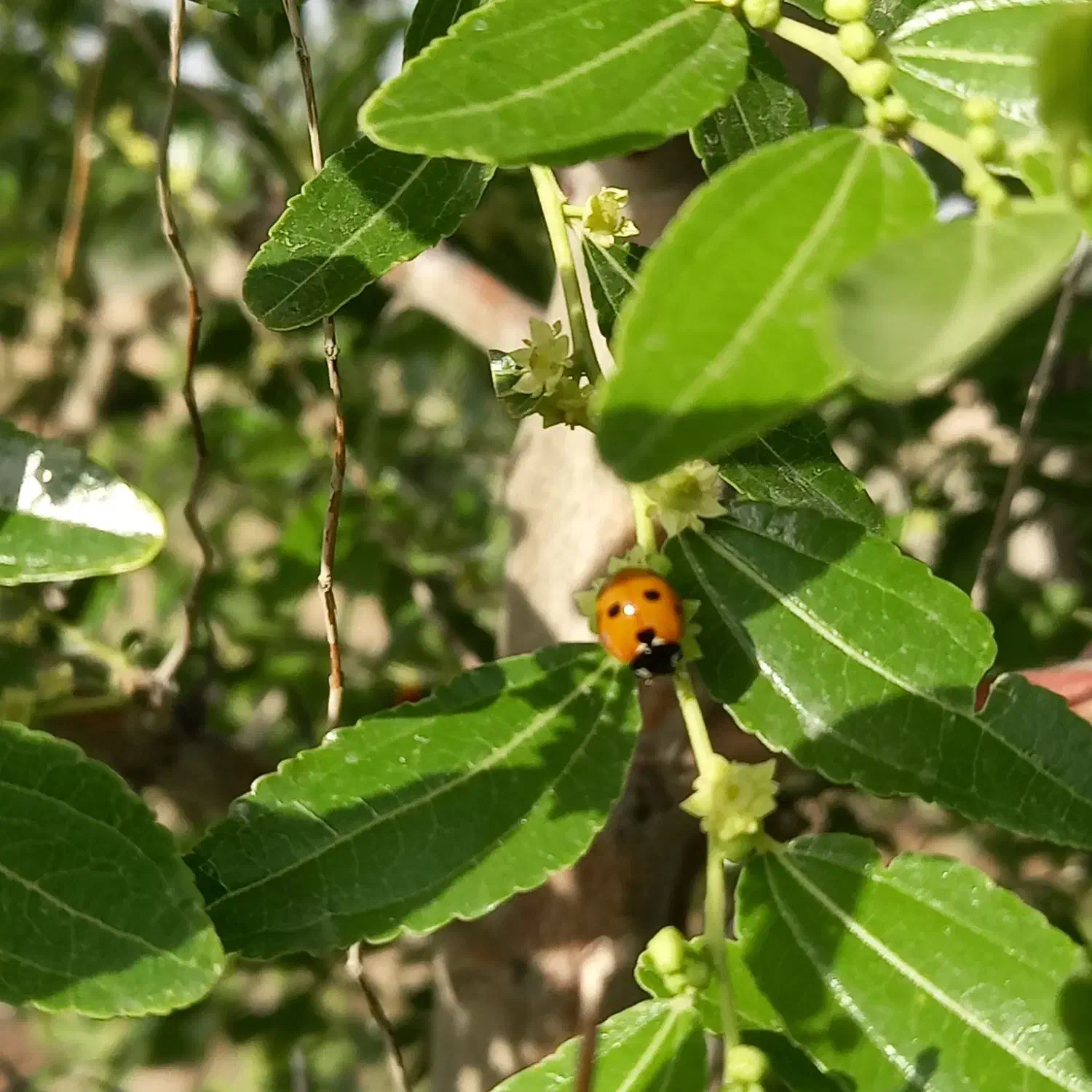 زمین کشاورزی باغ|فروش زمین و ملک کلنگی|جلگه ماژان, |دیوار
