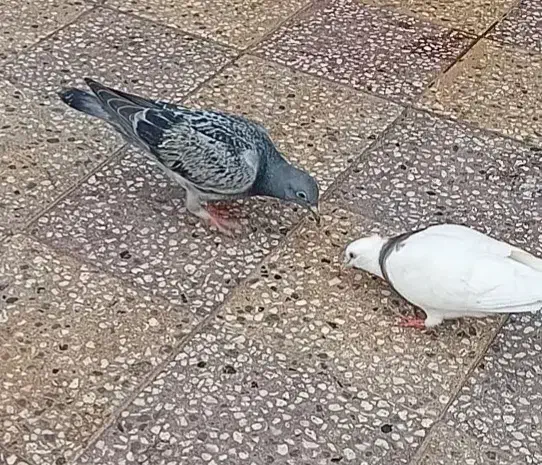 گمشده|حیوانات|اندیمشک, |دیوار