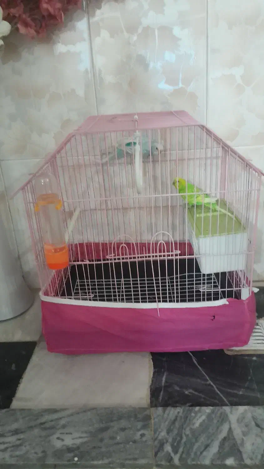 مرغ عشق|پرنده|دورود, |دیوار