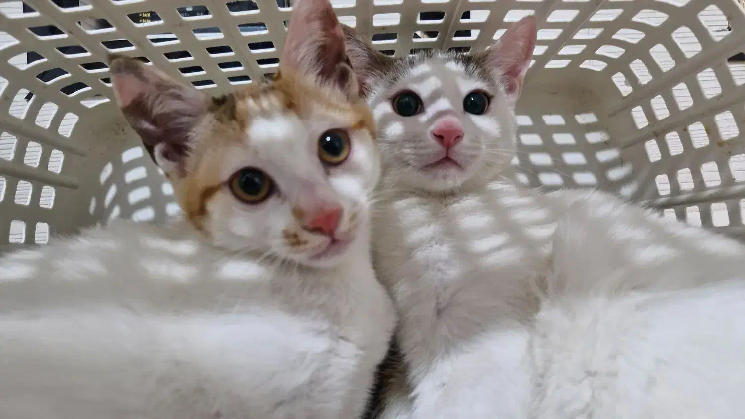 واگذاری گربه رایگان|گربه|سمنان, |دیوار