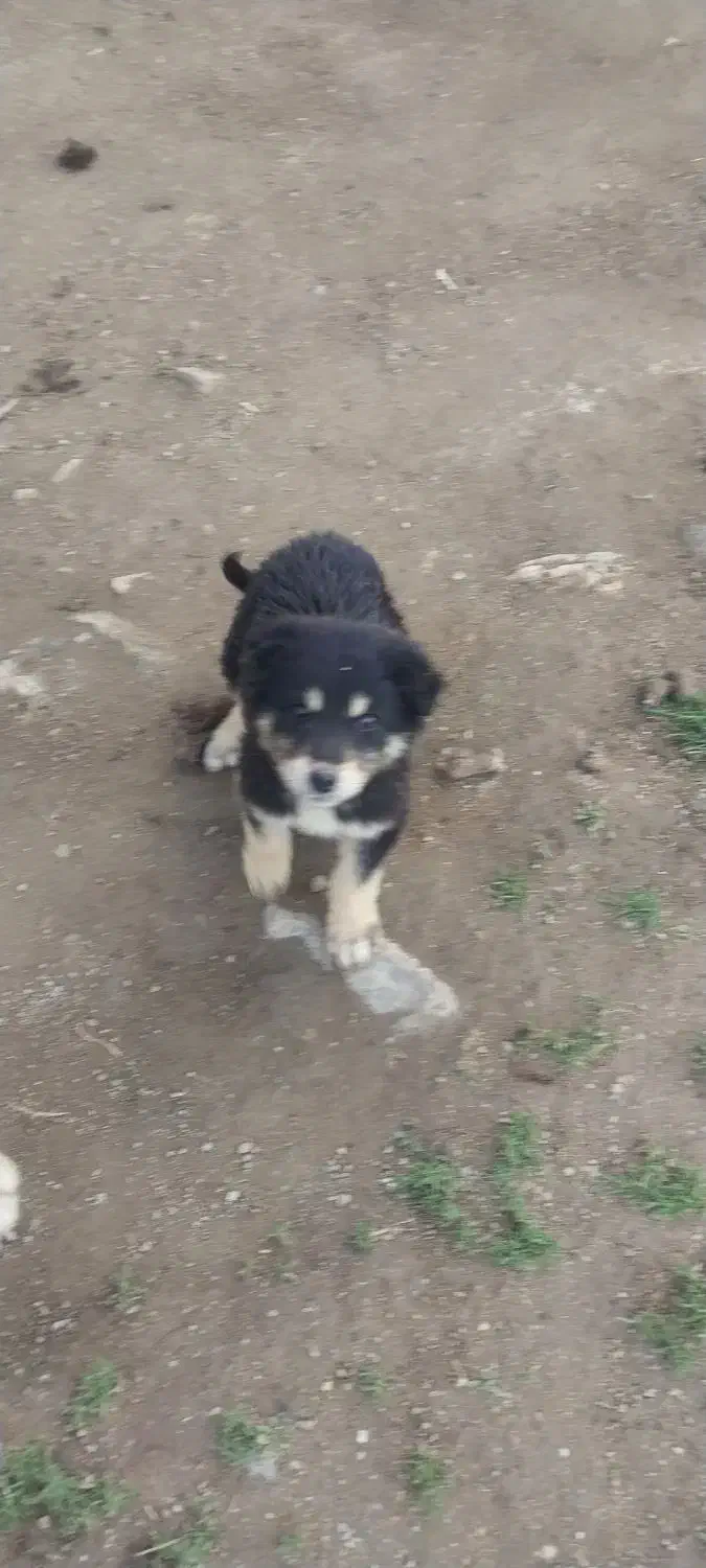 سگگ|سگ|قروه, |دیوار