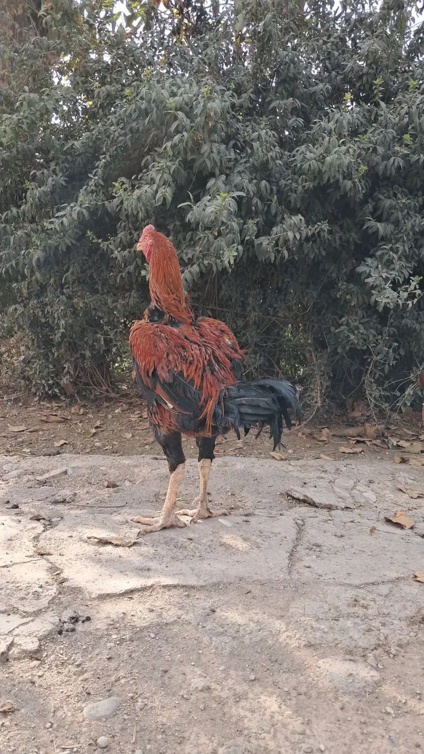 مرغ و خروس لاری|حیوانات مزرعه|پیشوا, |دیوار