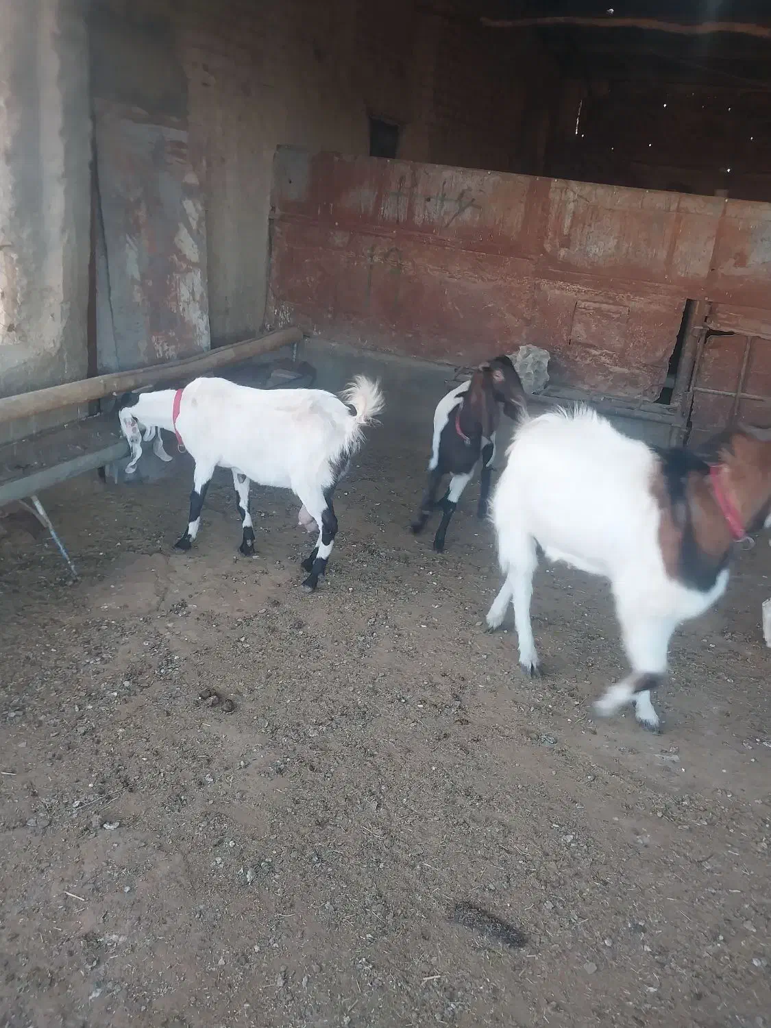 بز پاکستانی جوان|حیوانات مزرعه|کمیجان, |دیوار