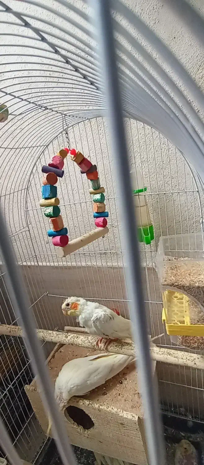 جوجه عروس|پرنده|رشت, حمیدیان|دیوار