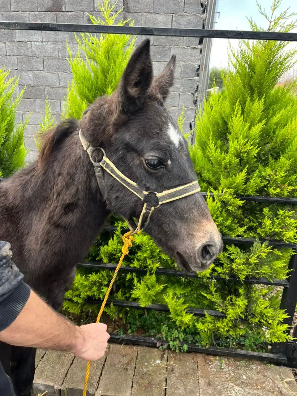 اسب|اسب و تجهیزات اسبسواری|لاهیجان, لیالستان|دیوار