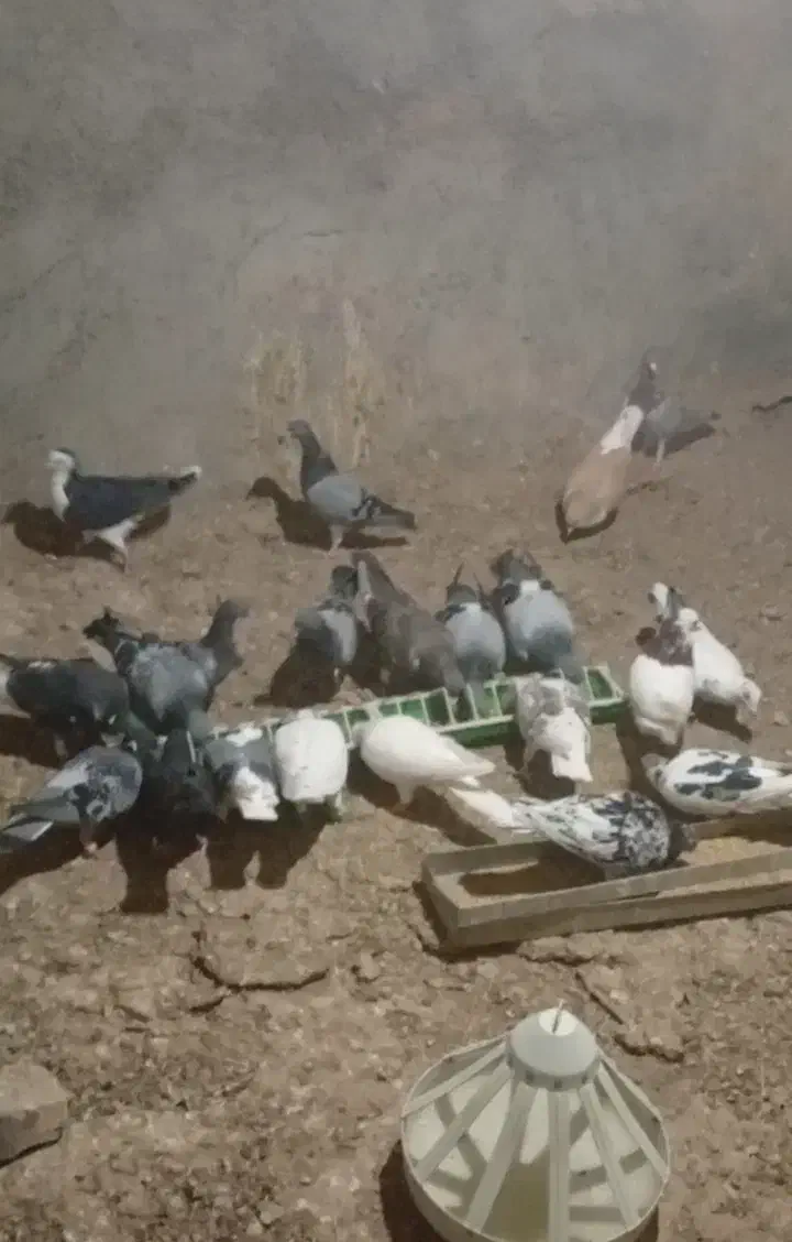 همه سالم و به شرط|پرنده|جغتای, |دیوار