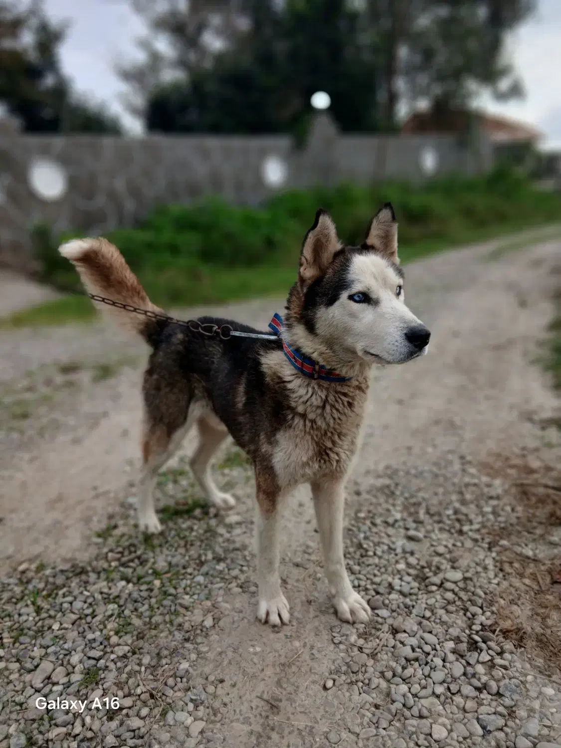 سگ هاسکی اصل|سگ|رشت, یخسازی|دیوار