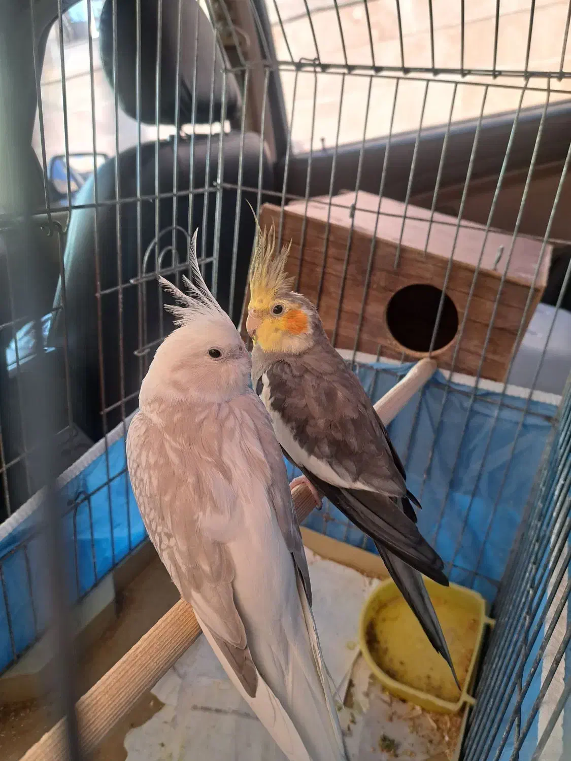 عروس هلندی|پرنده|قم, فرهنگیان و شهربانی|دیوار