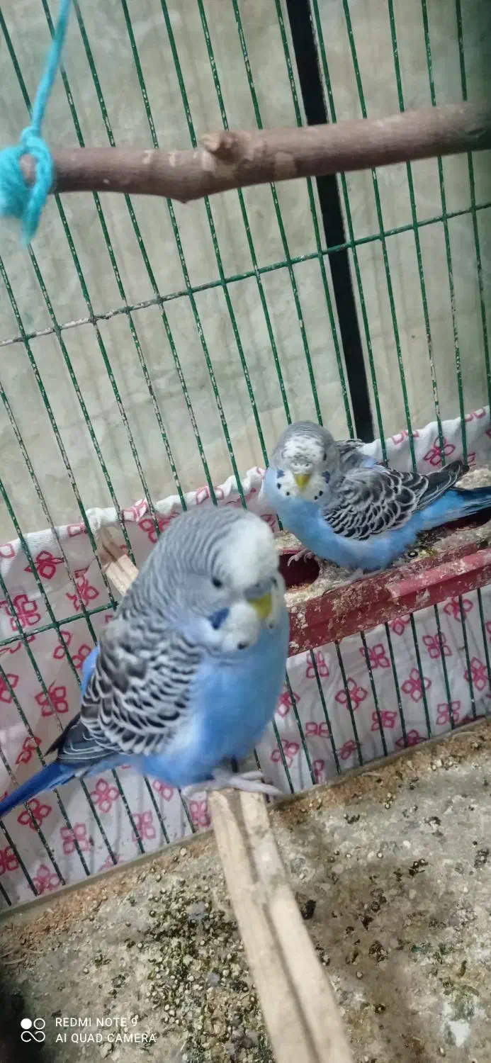 مرغ عشق|پرنده|اندیمشک, |دیوار