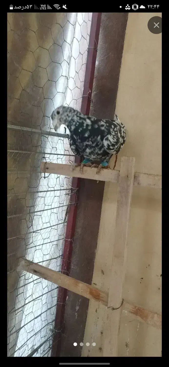 سار ماده|پرنده|گرمخان, |دیوار