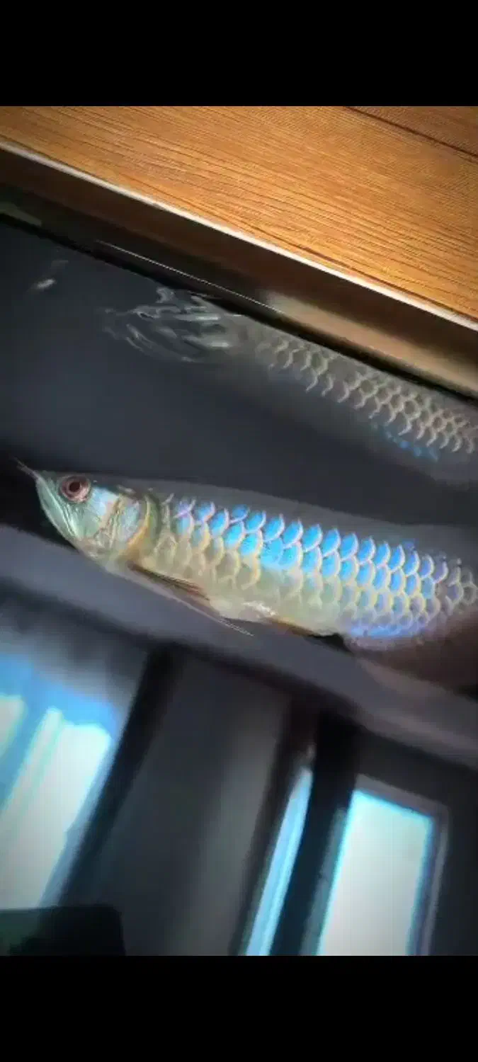 آروانا هایبک بلو بیس پریمیوم گرید AA++|ماهی|میانه, |دیوار