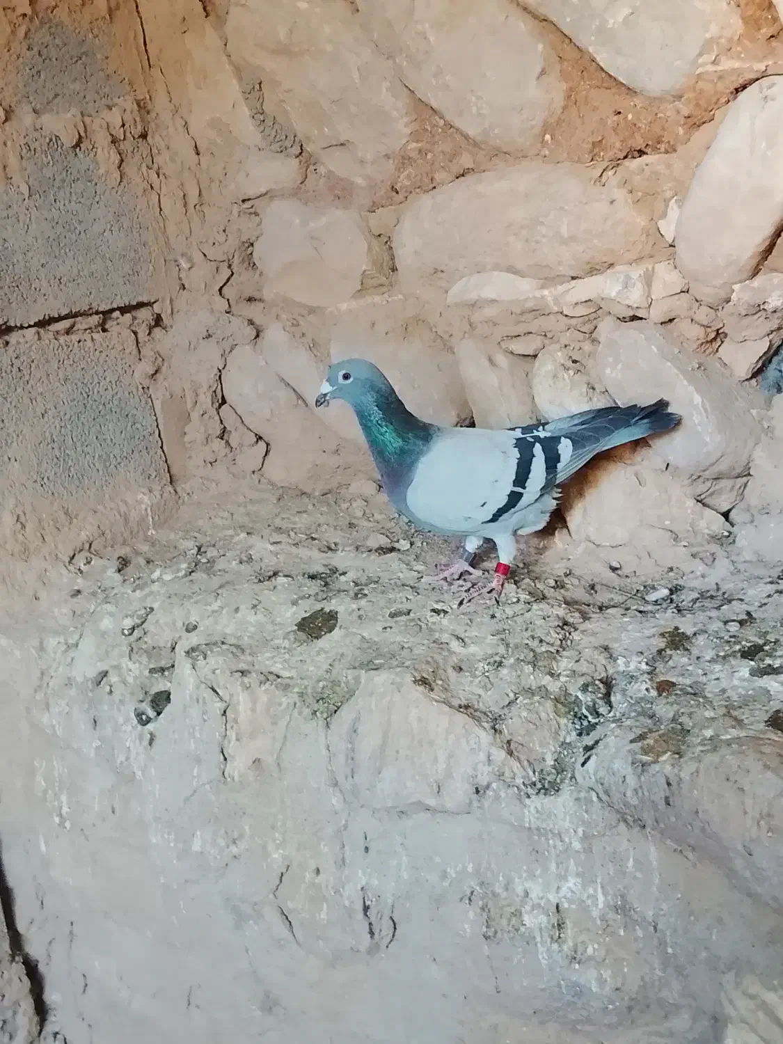 کبوتر پلاکی عربستان|پرنده|زرین آباد, |دیوار