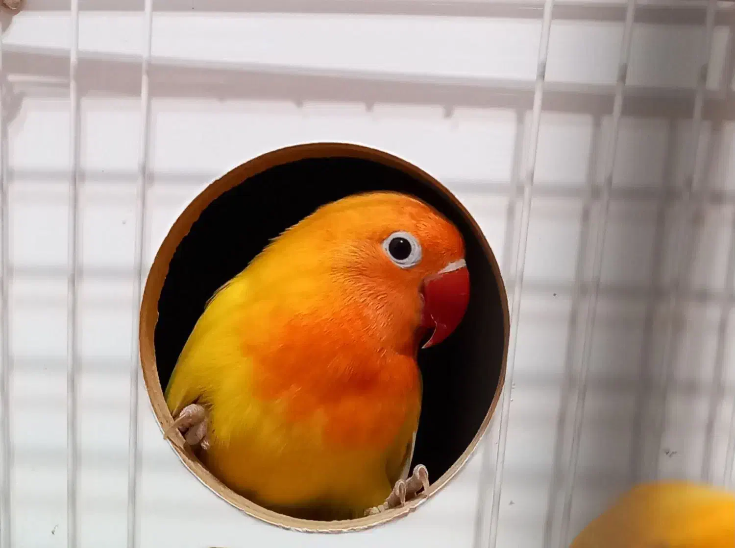 یک جفت طوطی برزیلی دستی با قفس|پرنده|آبیک, |دیوار