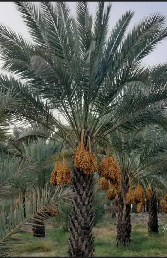 فروش نخل تنه بلند از یک متری تا 10متری|خدمات باغبانی و درختکاری|کاشان, فاز ۱ ناجی آباد|دیوار