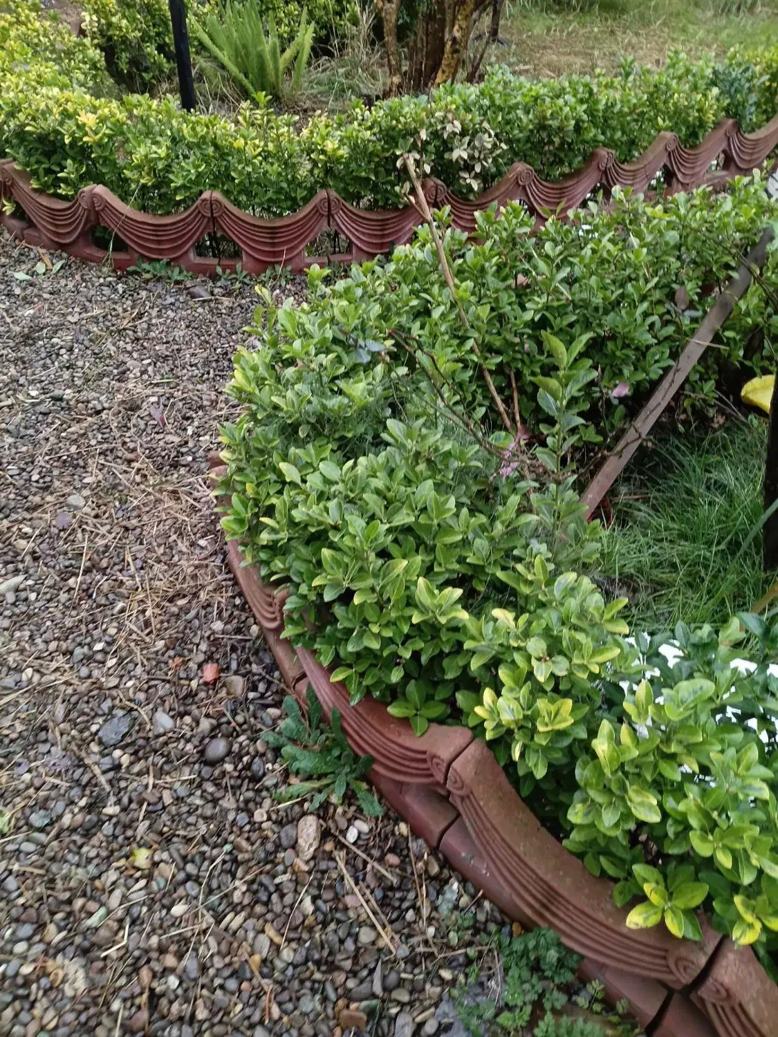 گل سیکاس|گل و گیاه طبیعی|رشت, اسماعیل آباد|دیوار