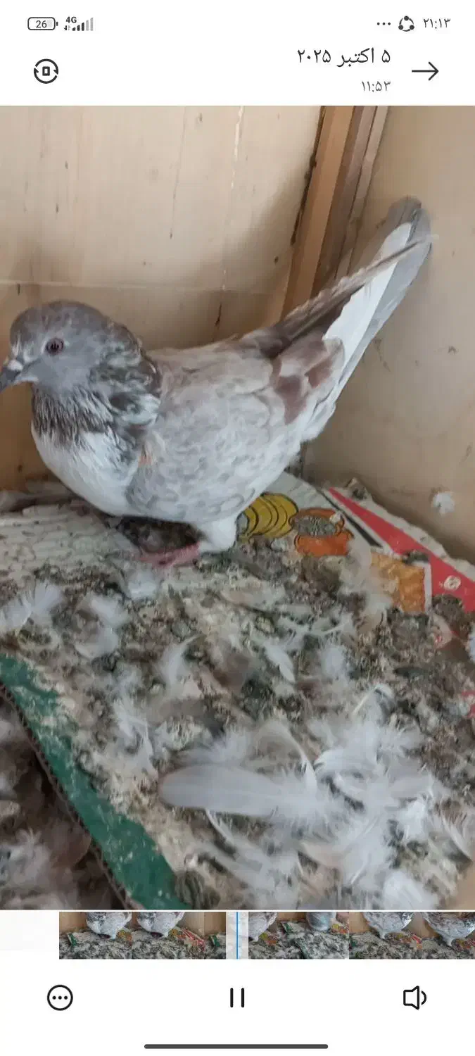 گم شده|حیوانات|اندیشه, شهرک المهدی|دیوار