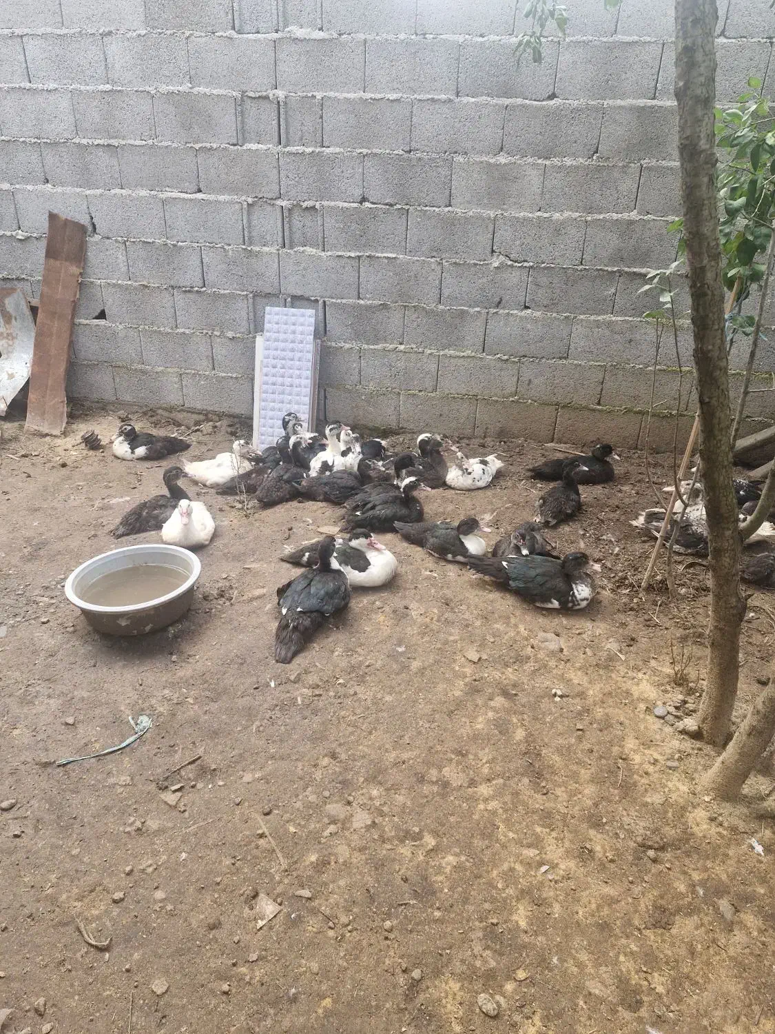 اردک|پرنده|کوچصفهان, |دیوار