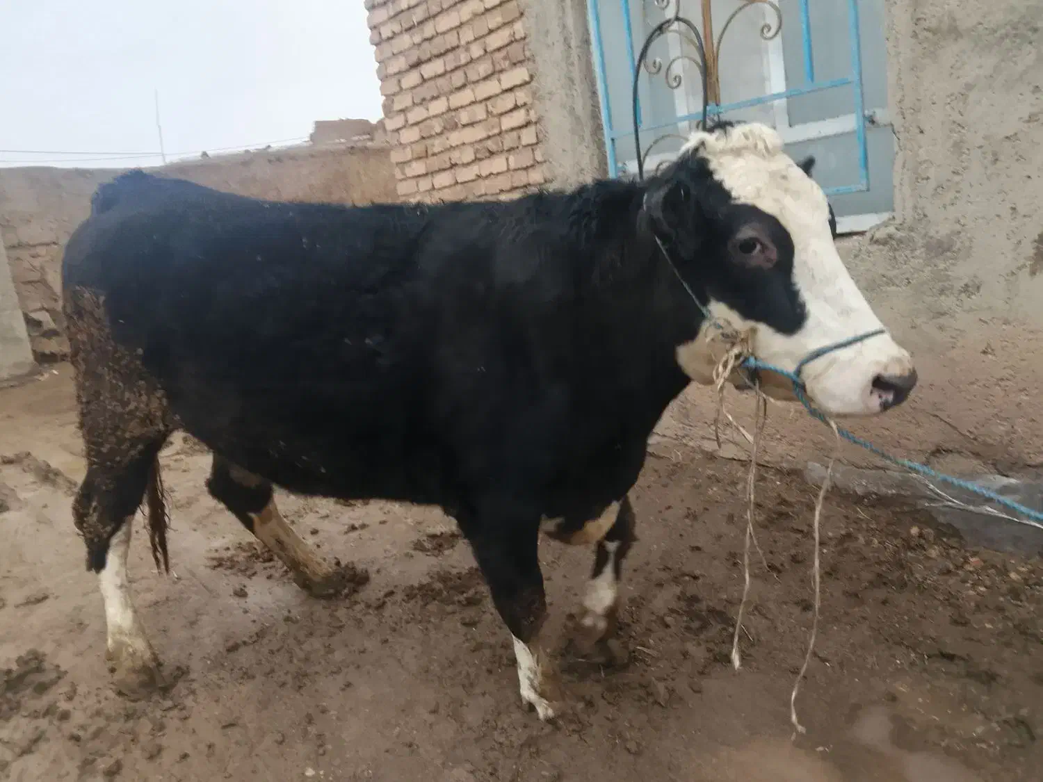 گوساله سیمنتال|حیوانات مزرعه|قیدار, |دیوار