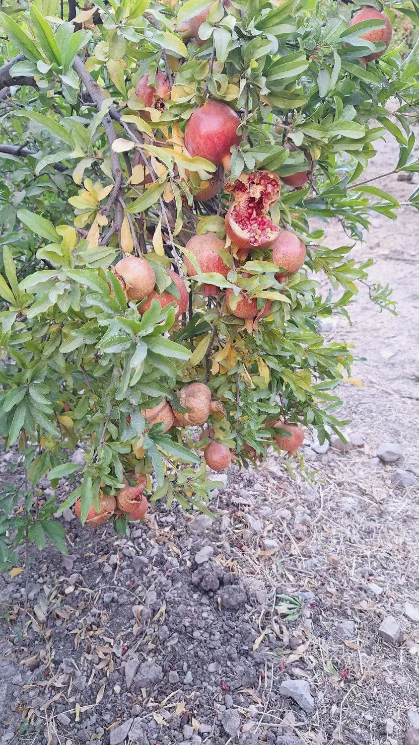 انارابدار وملس|خوردنی و آشامیدنی|جوانرود, |دیوار