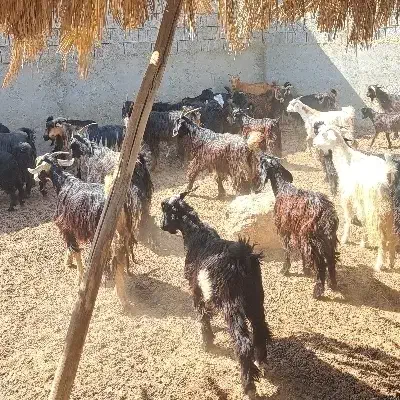 ۳۶بز ۵۰کهره|حیوانات مزرعه|آبپخش, |دیوار