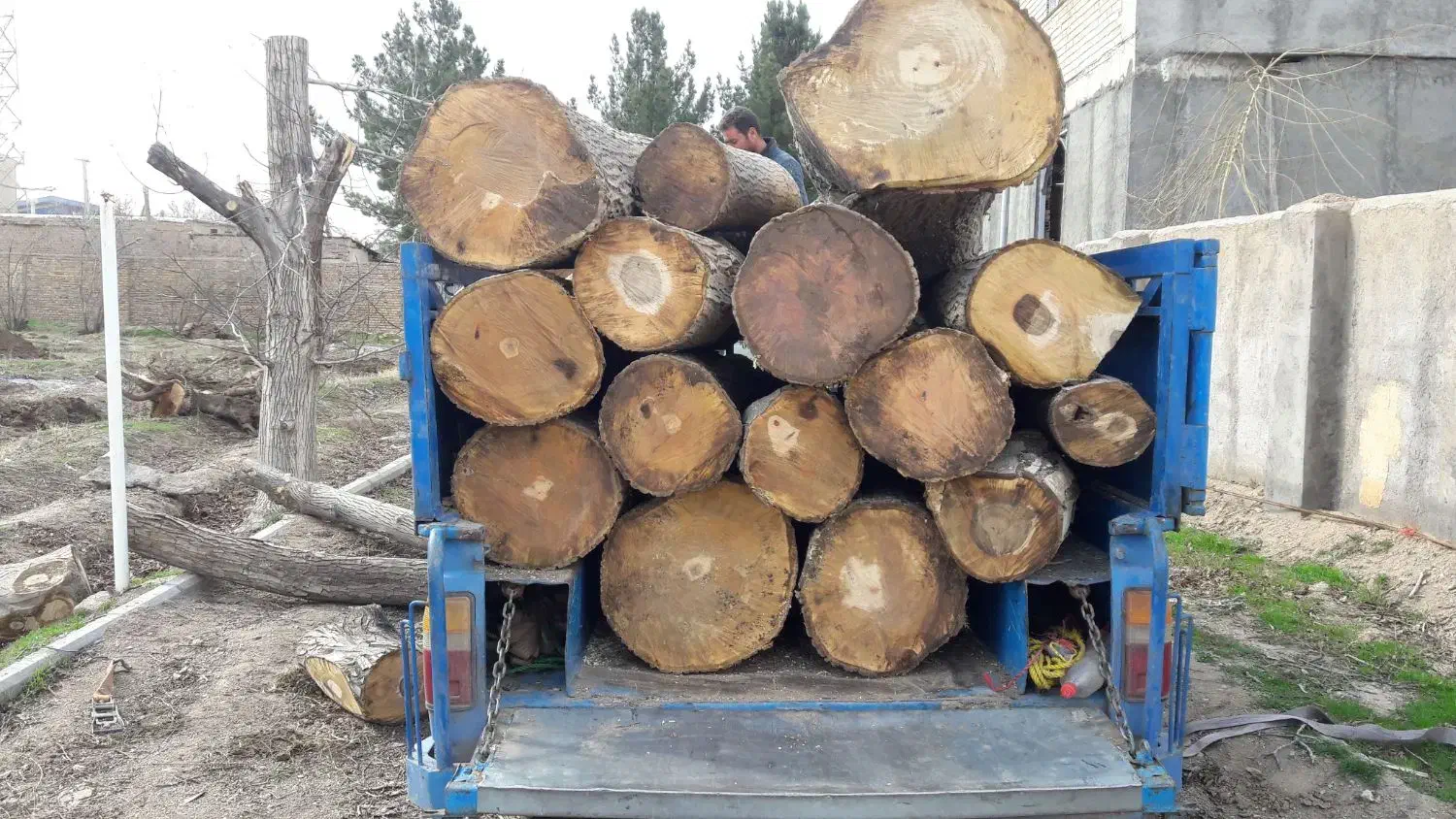 خرید درخت|خدمات باغبانی و درختکاری|موچش, |دیوار