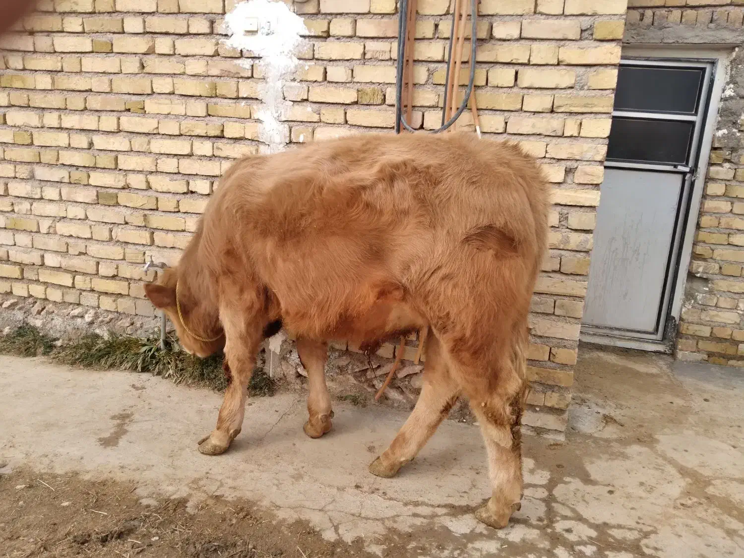 گوساله|حیوانات مزرعه|باغ حلی, |دیوار