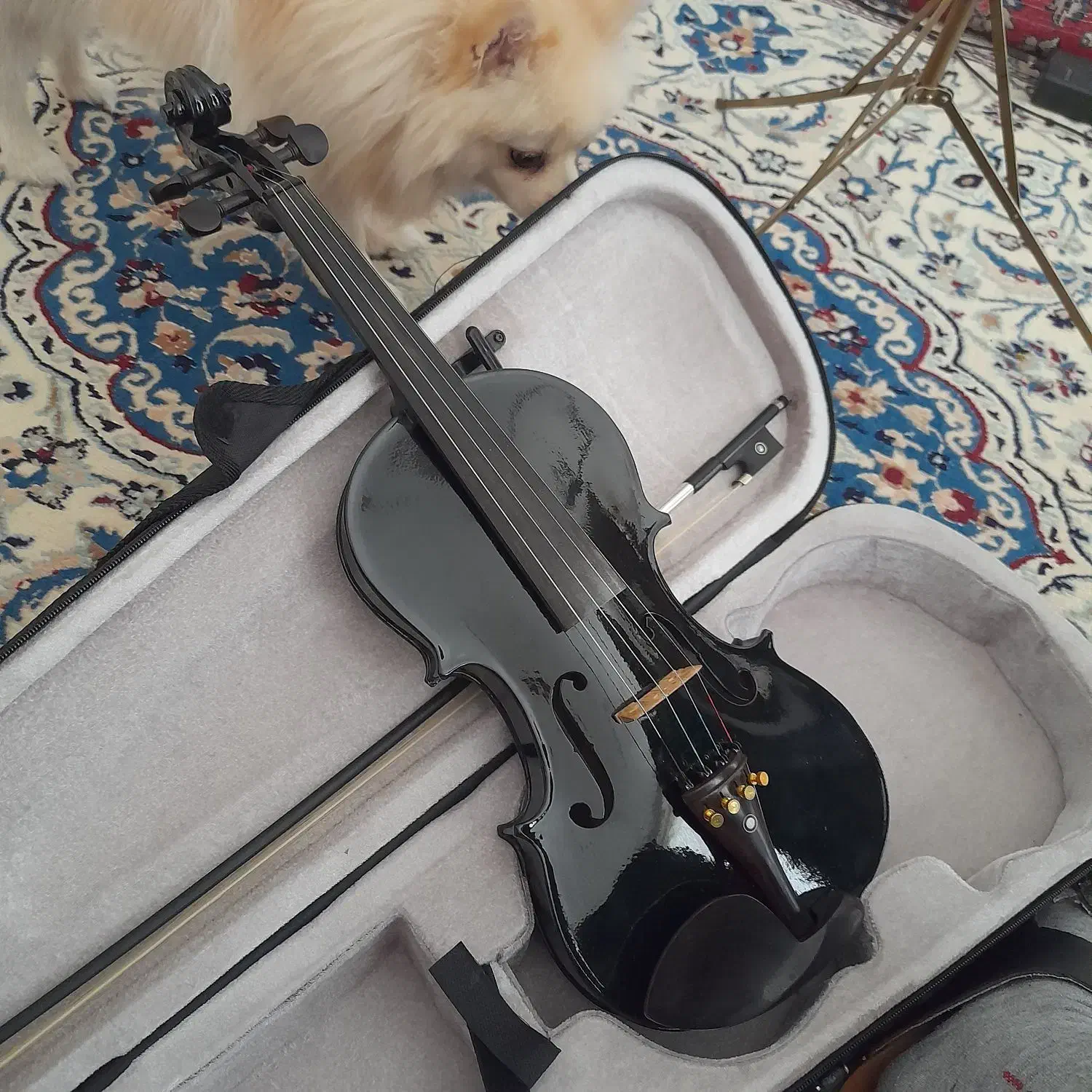 یک عدد ویلن آموزشی خوب|ویولن|همدان, |دیوار