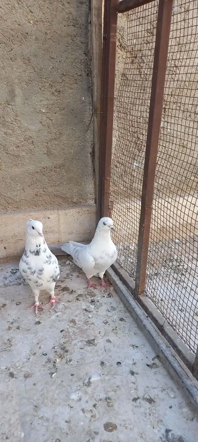 چهار عدد کبوتر  فروشی|پرنده|قم, باغ کرباسی|دیوار