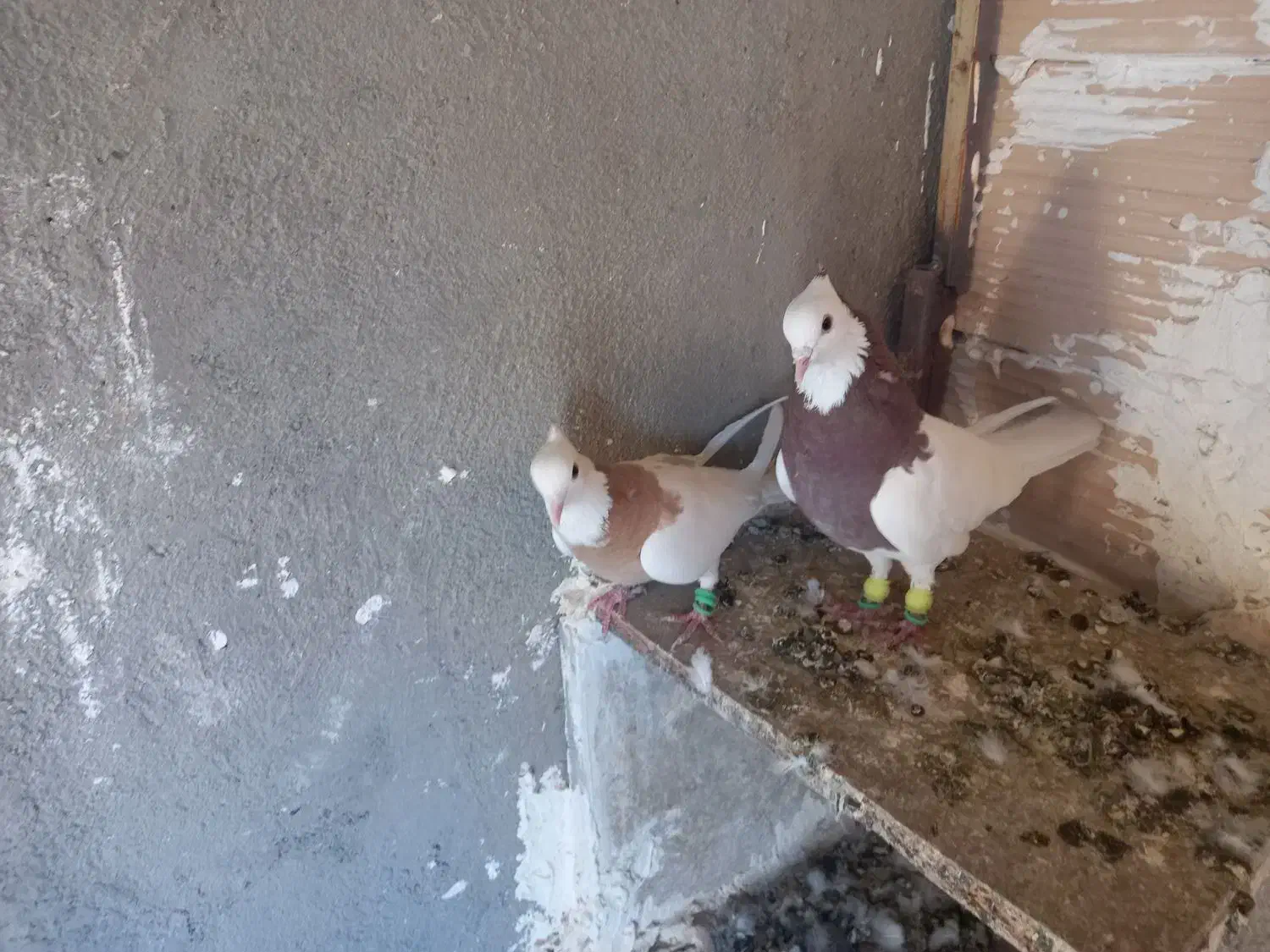 طوقی جفتی|پرنده|سبزوار, دانشگاه آزاد|دیوار