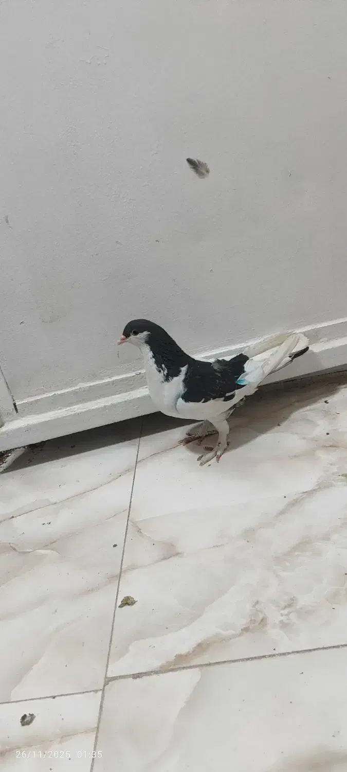 کبوتر غریب|پرنده|کوهدشت, |دیوار