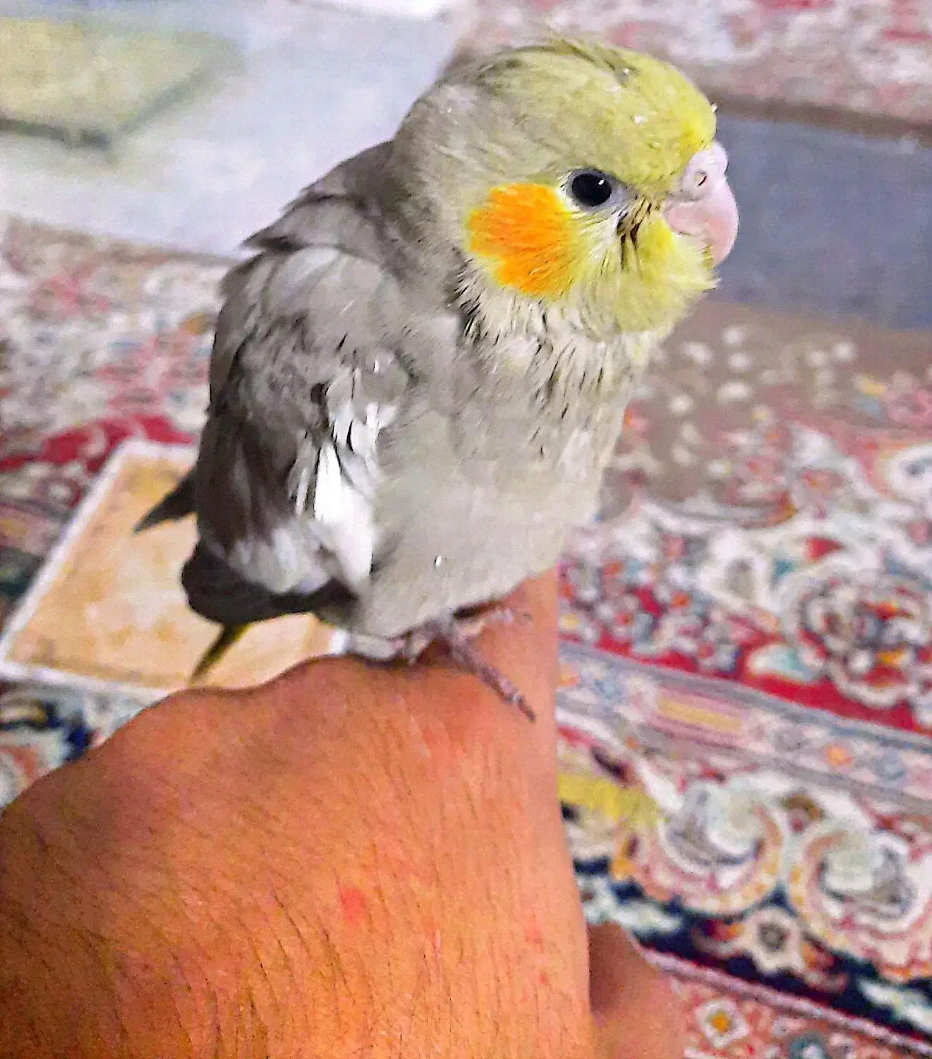 عروس هلندی|پرنده|قم, حاج زینل|دیوار