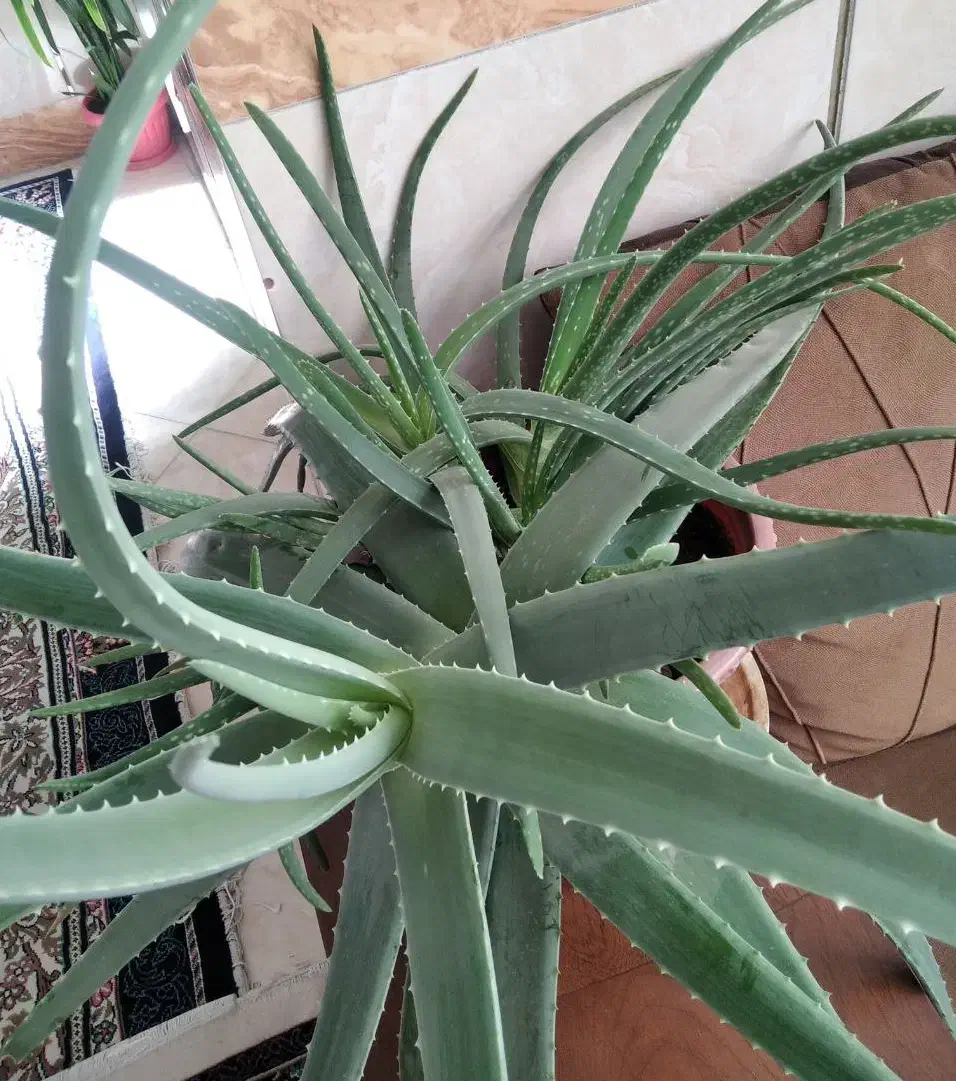 آلوئه ورا|گل و گیاه طبیعی|مشهد, انقلاب|دیوار