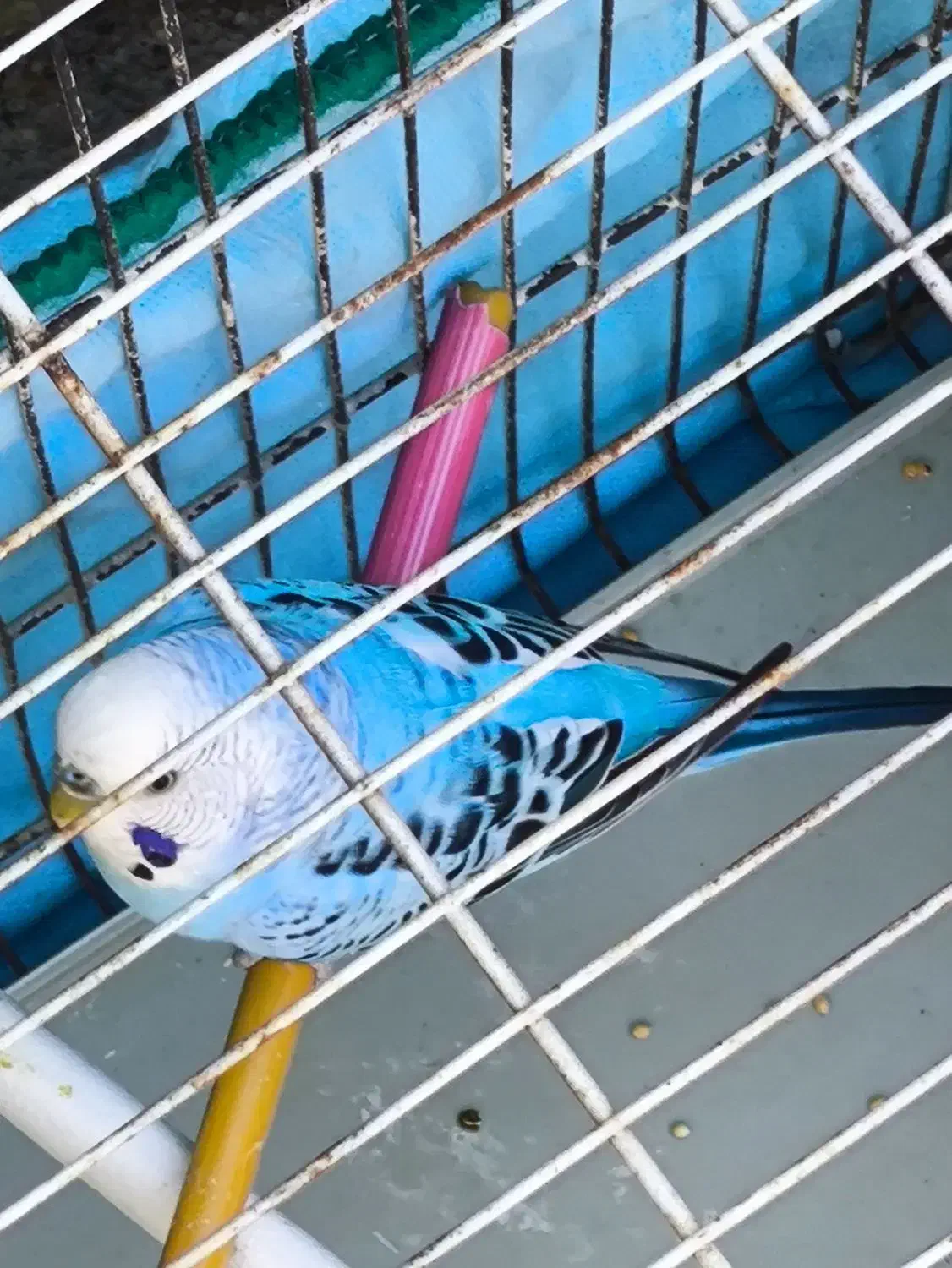 مرغ عشق نر خوش رنگ بالغ و مست مست شرطی|پرنده|کارون, |دیوار