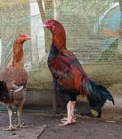 خرورس لاری|حیوانات مزرعه|خمام, |دیوار