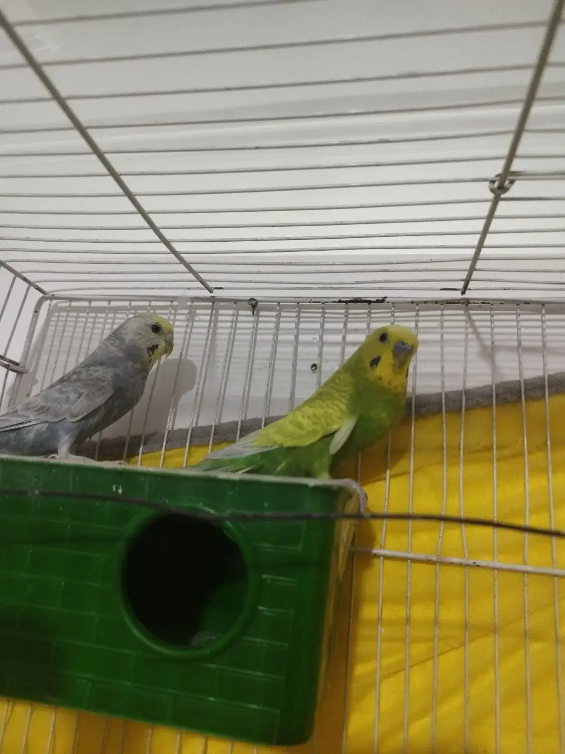 مرغ عشق|پرنده|جلگه ماژان, |دیوار