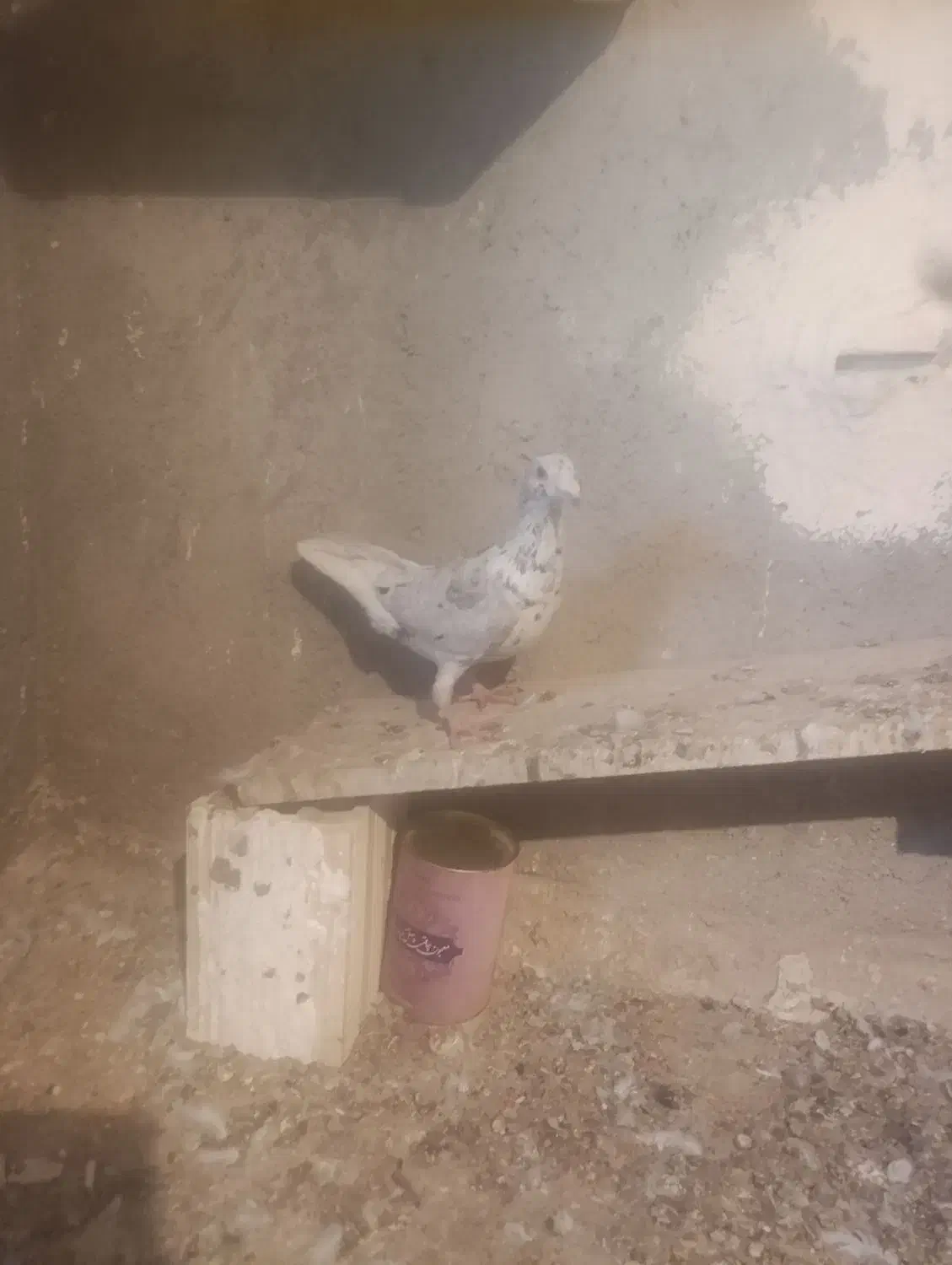 دودی هفرنگ|پرنده|الوند, |دیوار