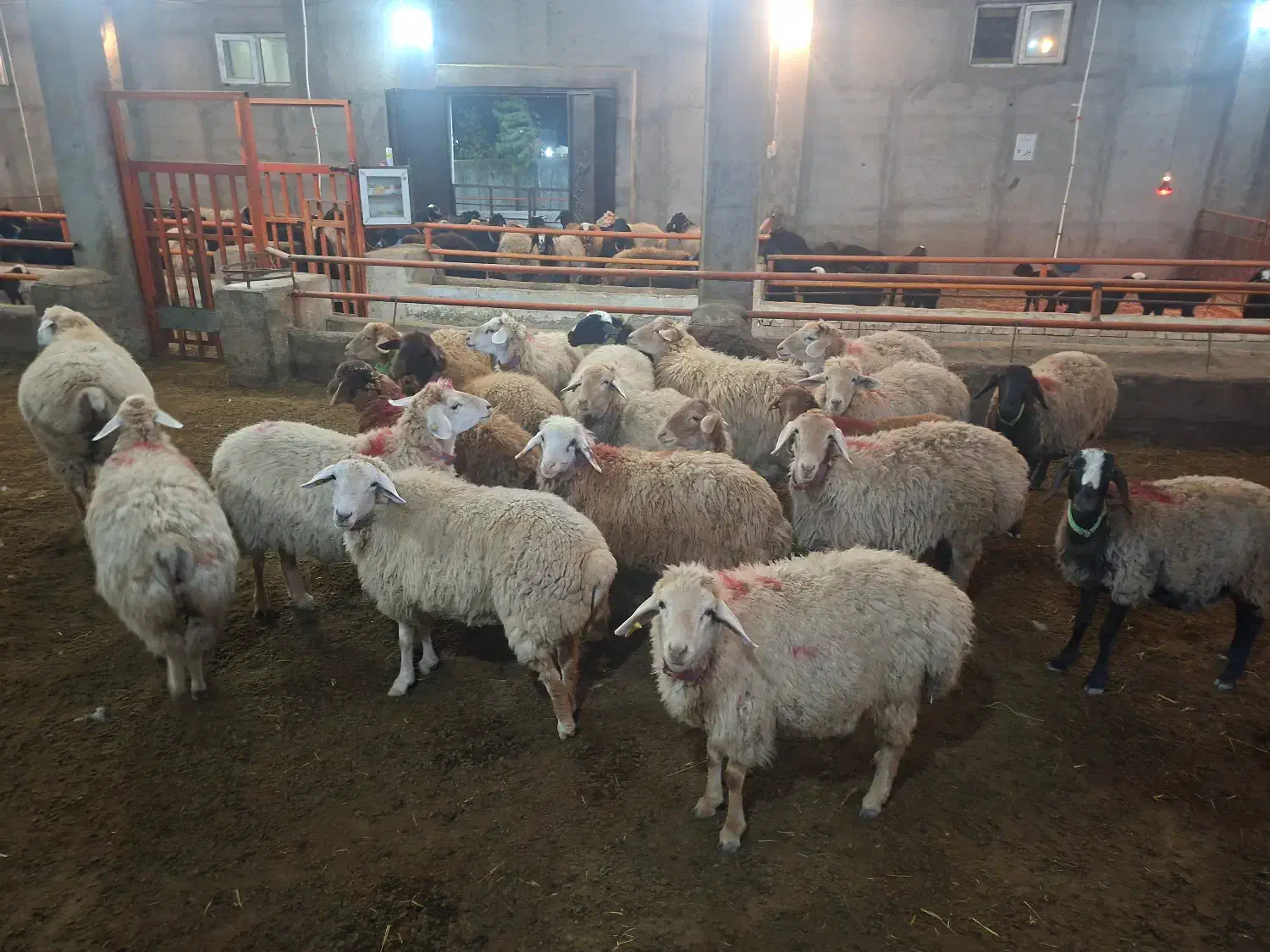 گوسفند شیشک آبستن دو ماهه|حیوانات مزرعه|نیر (اردبیل), |دیوار