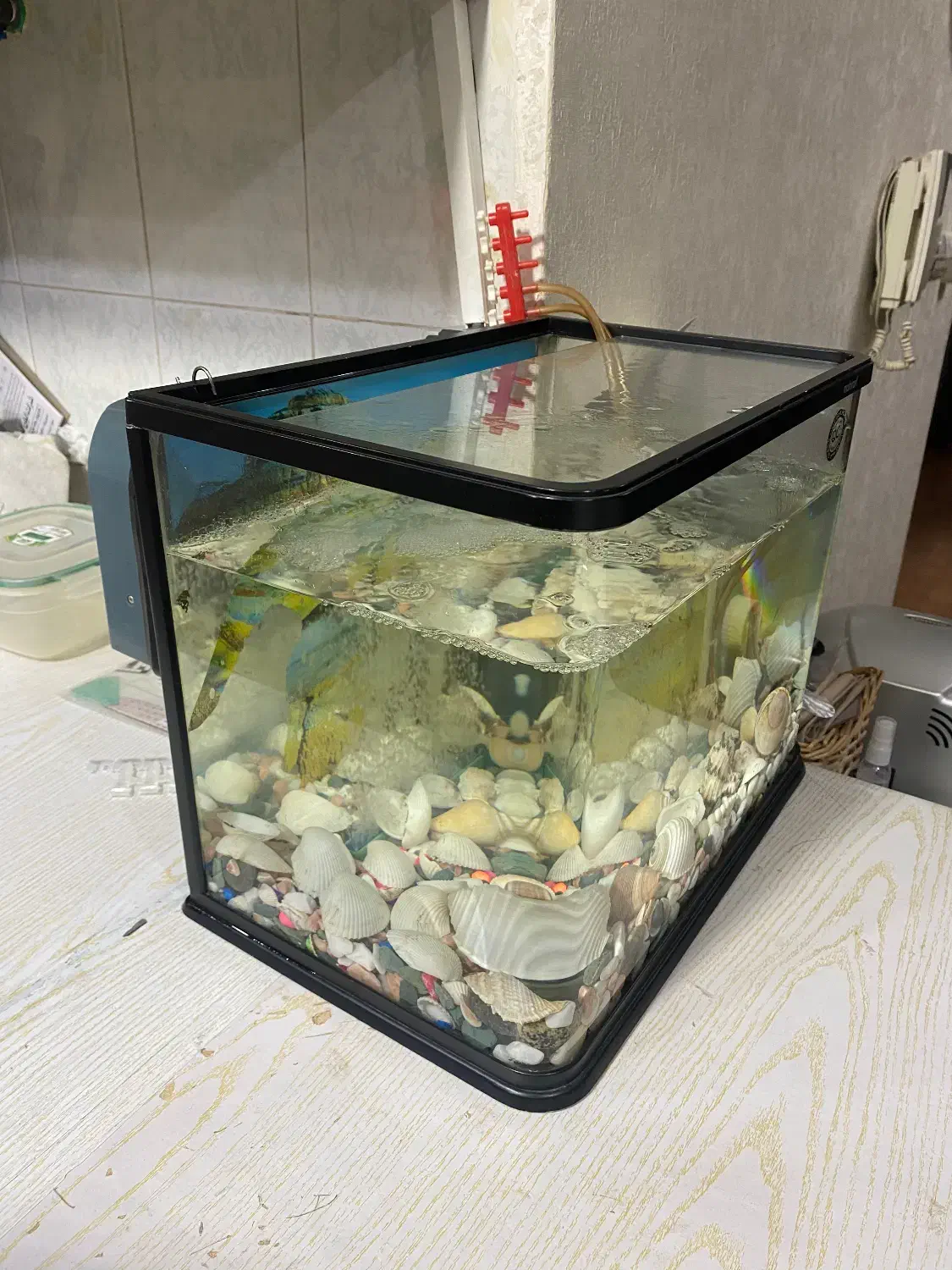 اکواریوم ماهیران|ماهی|اهواز, کیانپارس |دیوار