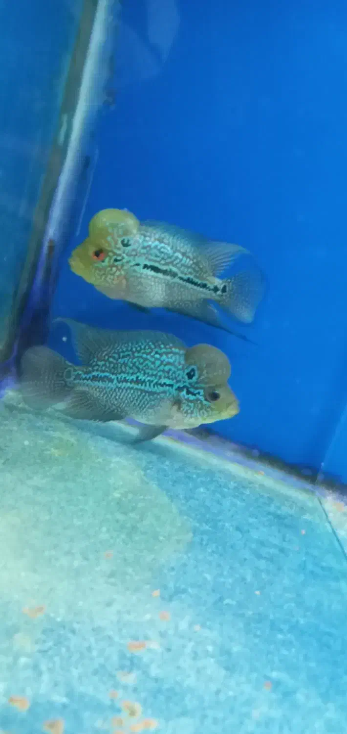 فلاور ماهی|ماهی|زنجان, |دیوار