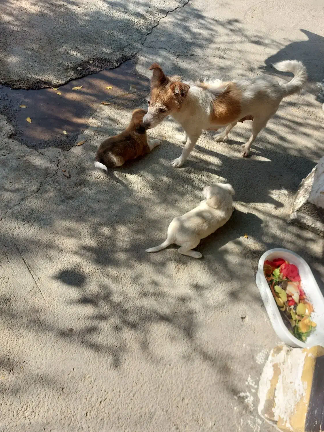 سگ اپارتمانی پا کوتاه|سگ|شاهرود, |دیوار