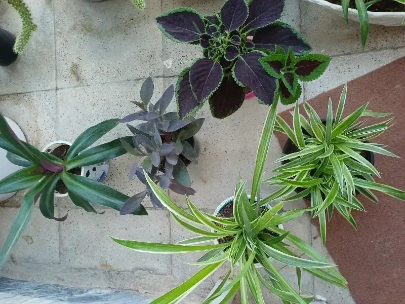 گل طبیعی|گل و گیاه طبیعی|کرمانشاه, |دیوار