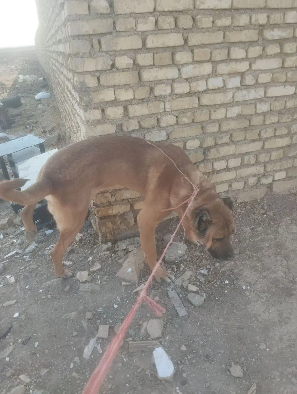 سگ سرابی اصل نترس|سگ|لالجین, |دیوار