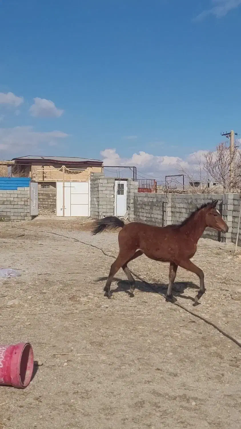 فروش‌ ۲ کره‌ مادیان‌،اسب|اسب و تجهیزات اسب‌سواری|دورود, |دیوار