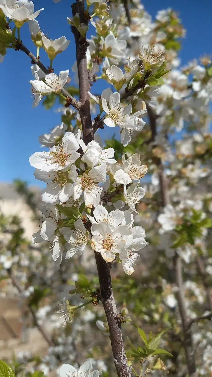اجاره ساعتی حداکثر ۵ ساعت|اجارهٔ کوتاهمدت آپارتمان و سوئیت|ورامین, خیر آباد|دیوار