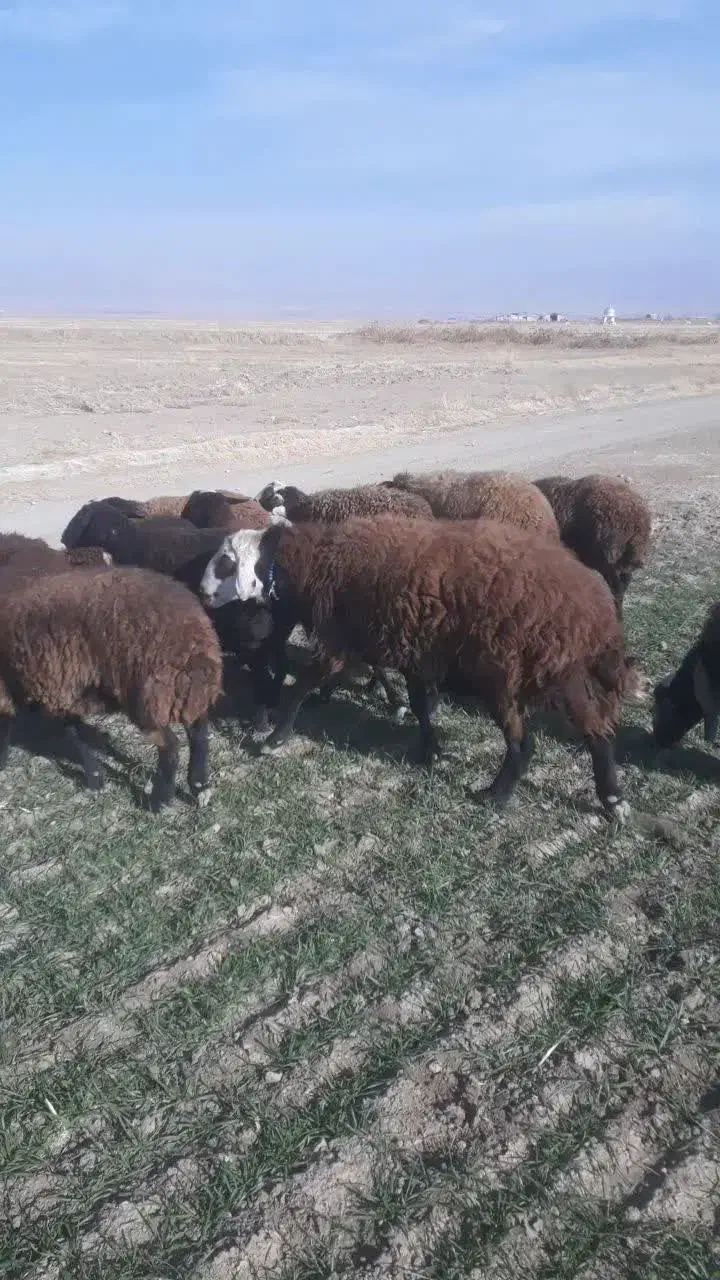 قوچ مهربانی|حیوانات مزرعه|میلاجرد, |دیوار